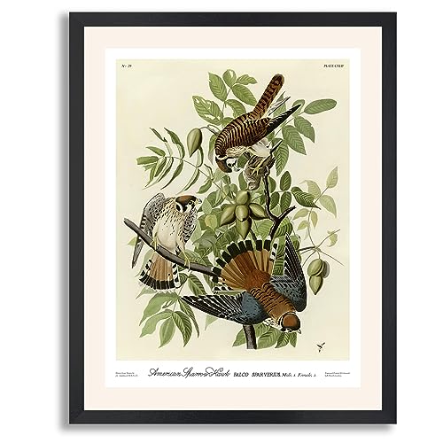 American Sparrow Hawk