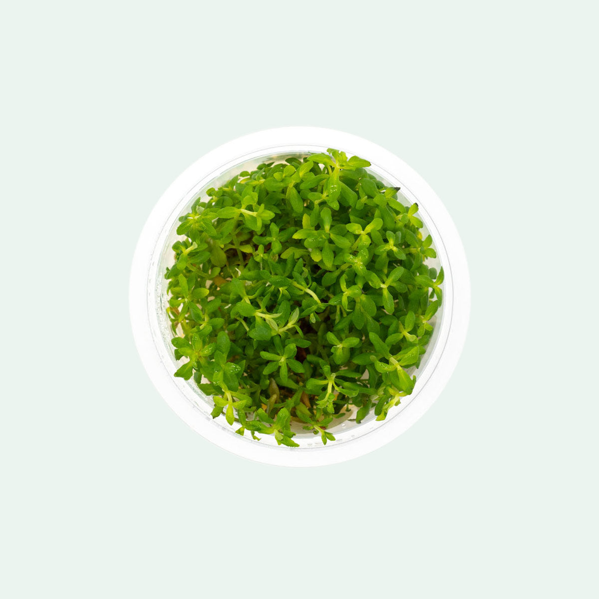 Limnophila Sp. Aquatic Plant for Freshwater Aquariums - Perfect for Fish Tanks, Aquascaping & Natural Habitat Decoration