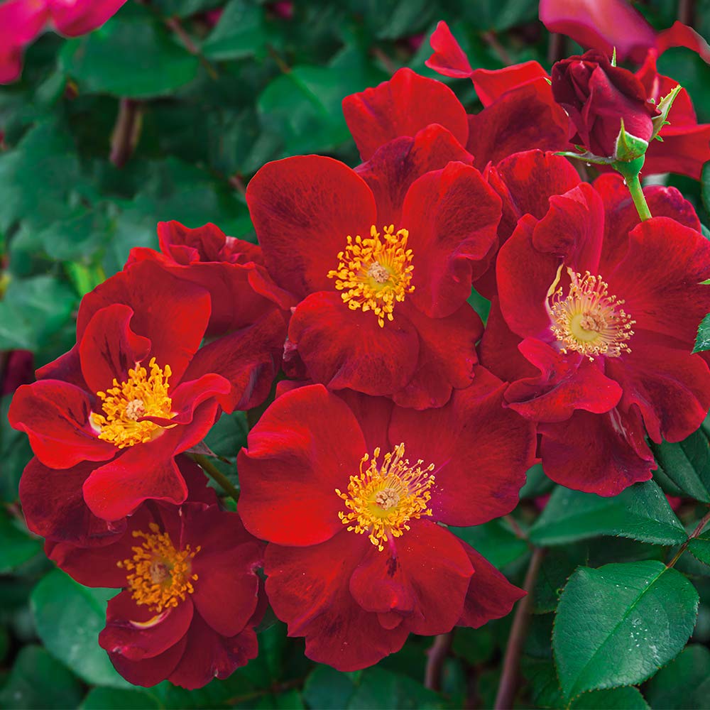 Heirloom Roses Top Gun Red Rose Bush - Live Outdoor Rose Plant for Gardens, Landscaping & Home Decor | Perfect for Planting in Flower Beds, Borders & Containers