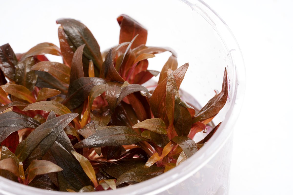 Alternanthera Rosaefolia Aquatic Plant for Aquariums - Live Freshwater Plant for Fish Tanks, Aquascaping & Aquatic Gardens
