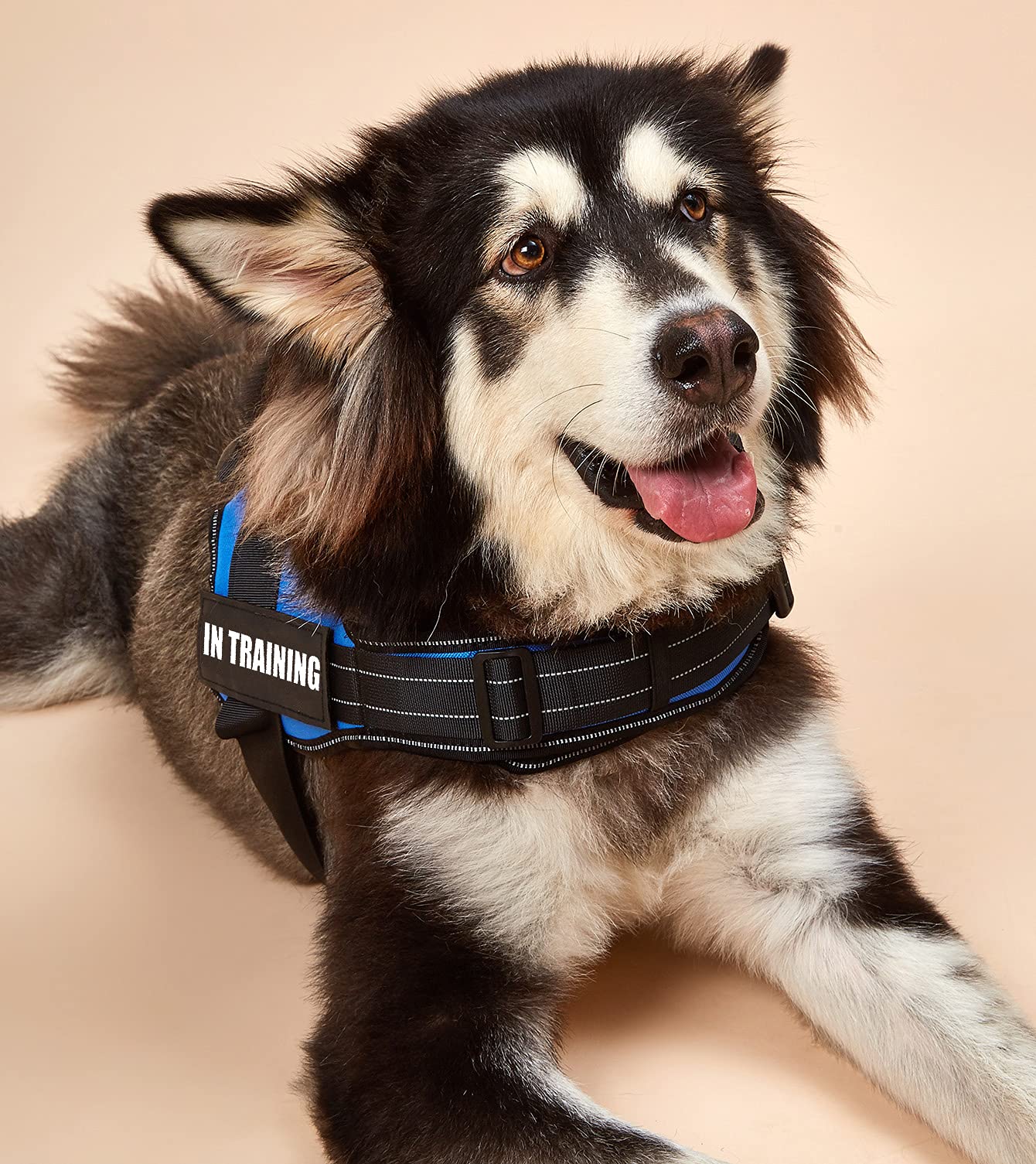Dihapet No Pull Dog Harness - Adjustable Service Dog Vest for Training, Walking & Jogging - Reflective Pet Safety Vest for Small Medium Large Dogs - Perfect for Outdoor Adventures & Daily Walks