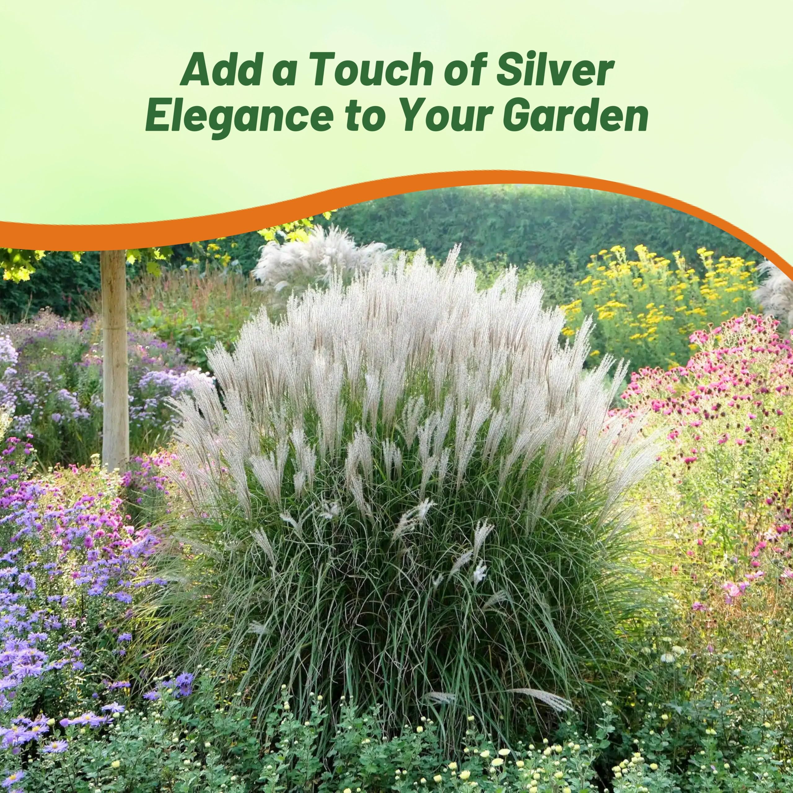 Outsidepride 500 Seeds - Perennial Miscanthus Sinensis Early Hybrids Chinese Silver Ornamental Grass Seeds for Planting - Perfect for Landscaping, Garden Borders & Container Gardening