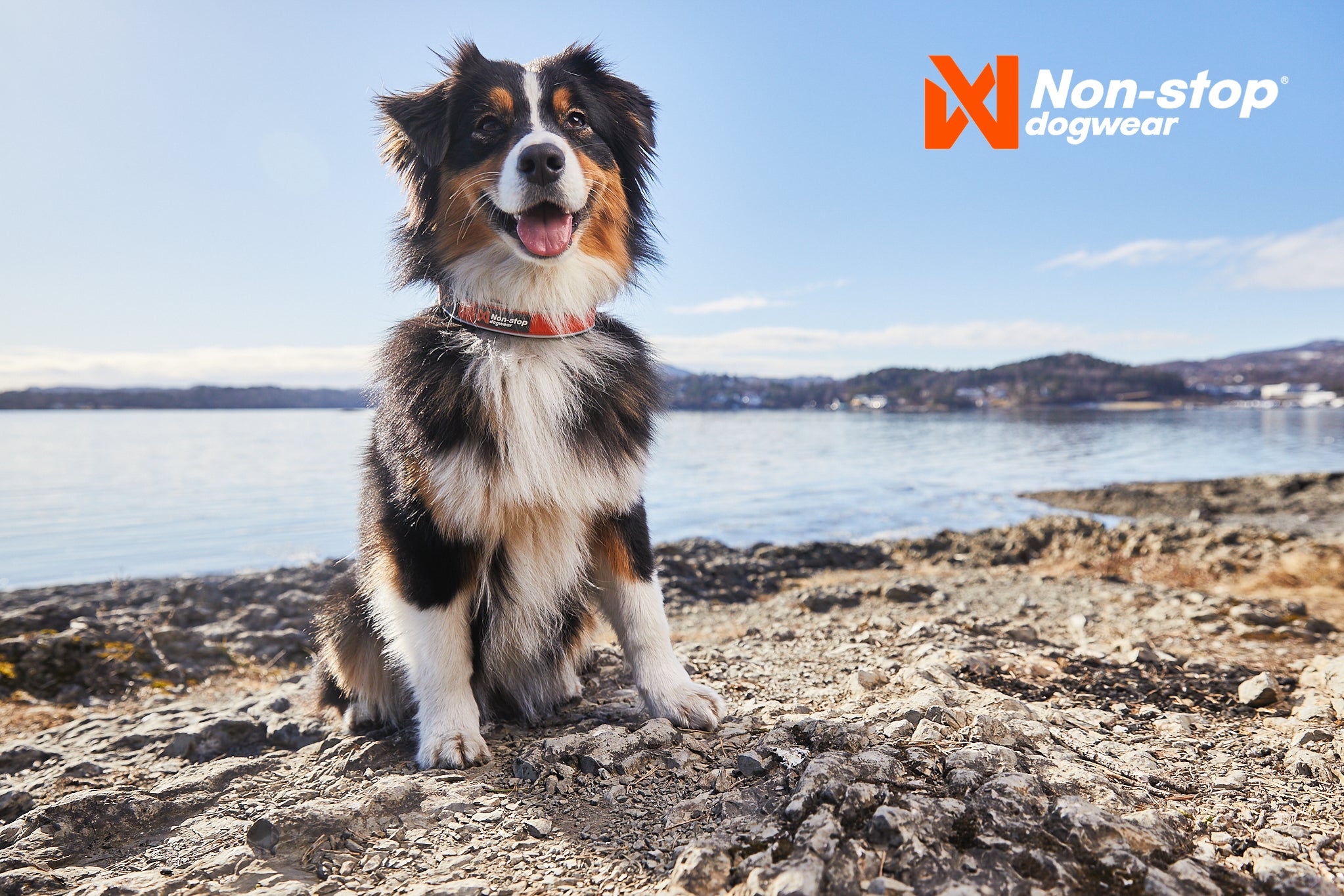 Non Stop Dog Wear Cruise Semi-Slip Dog Collar - Adjustable Nylon Pet Collar for Small Medium Large Dogs - Perfect for Walking, Training & Outdoor Adventures