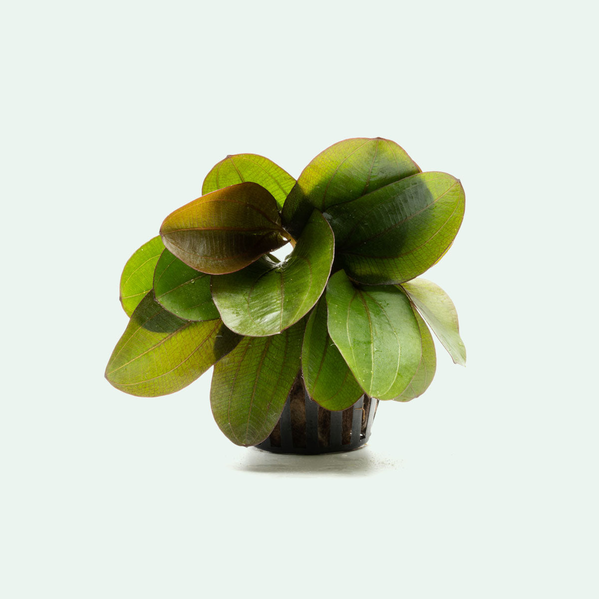 Echinodorus Reni Live Aquarium Plant - Freshwater Aquatic Plant for Fish Tanks, Ponds & Aquascaping | Perfect for Beginners & Planted Aquariums