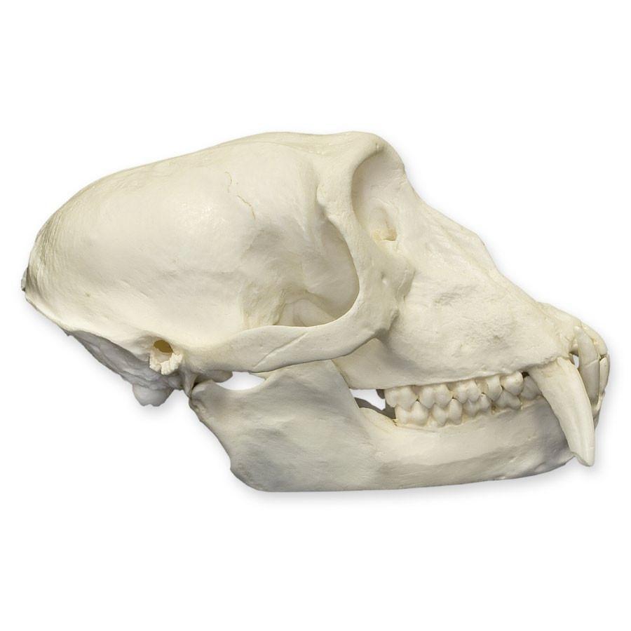 Authentic Replica Patas Monkey Skull - Handcrafted Collectible for Home Decor, Halloween Props & Anthropology Studies
