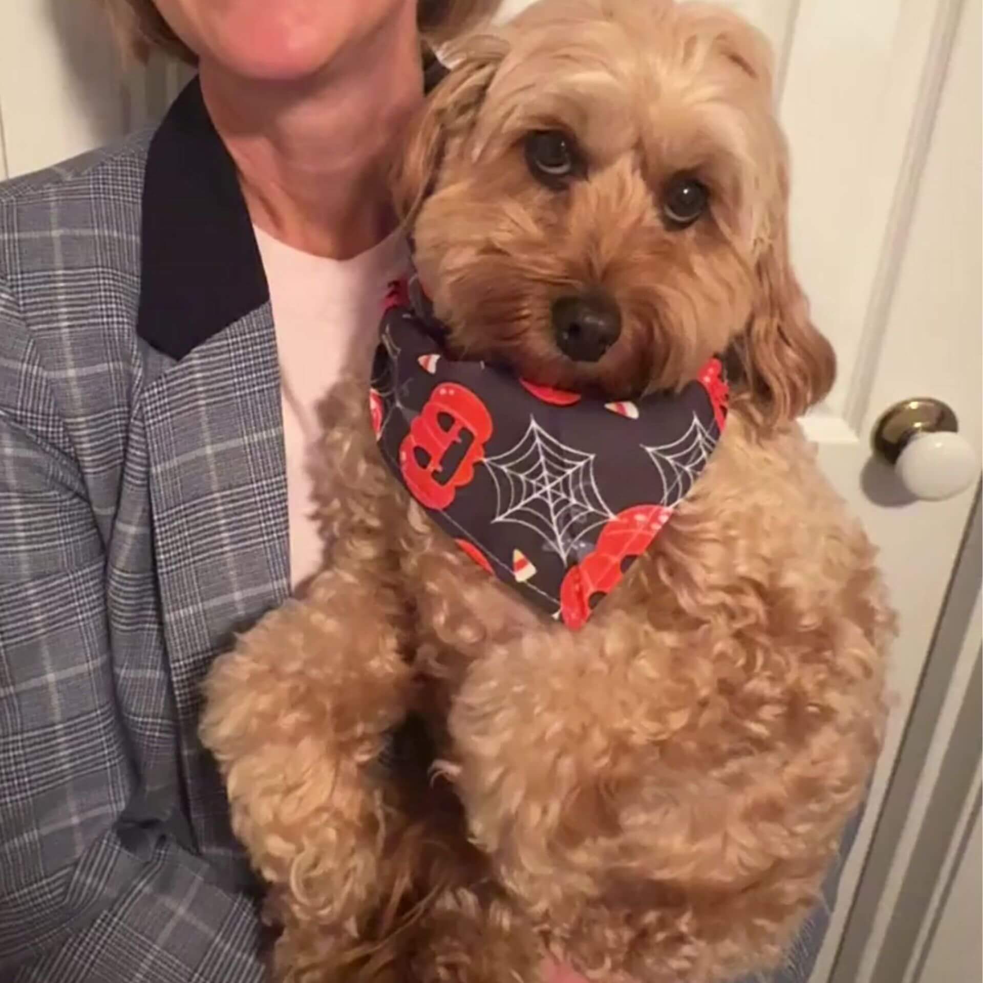 Spooky Halloween Dog Bandana - Cute Pet Costume Accessory for Trick or Treat & Halloween Parties
