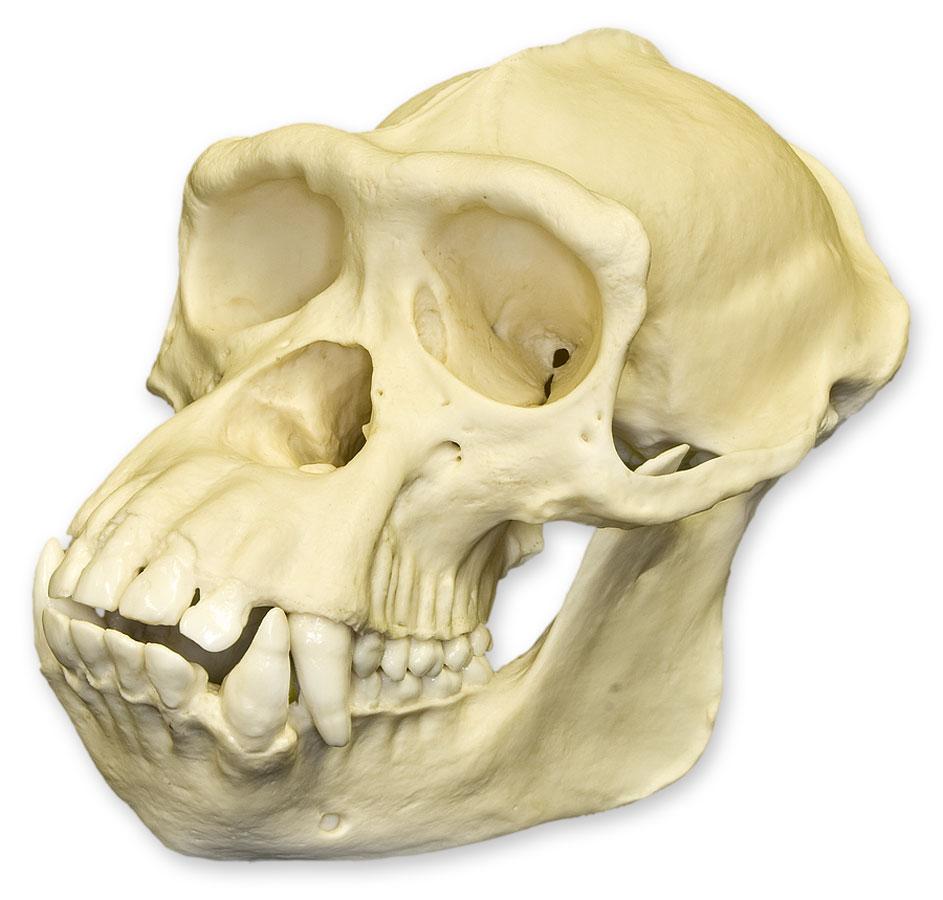 Authentic Replica Chimpanzee Skull - Male - Perfect for Science Education, Anthropology Studies & Home Decor Display