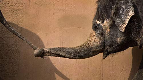 20x30 Inch Laminated Elephant Wildlife Poster - Vibrant African Proboscis Animal Portrait for Zoo & Home Decor - Perfect for Living Room, Bedroom or Office Wall Art