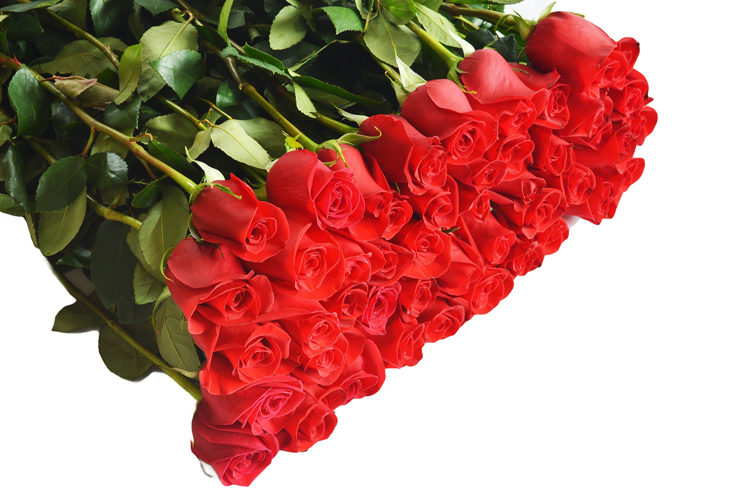 50 Yellow Roses Long Stem (50cm) - Fresh Cut Flowers Wholesale Bulk - Birthday, Anniversary, Mother's Day Gift - Perfect for Wedding Decorations, Romantic Surprises & Home Floral Arrangements