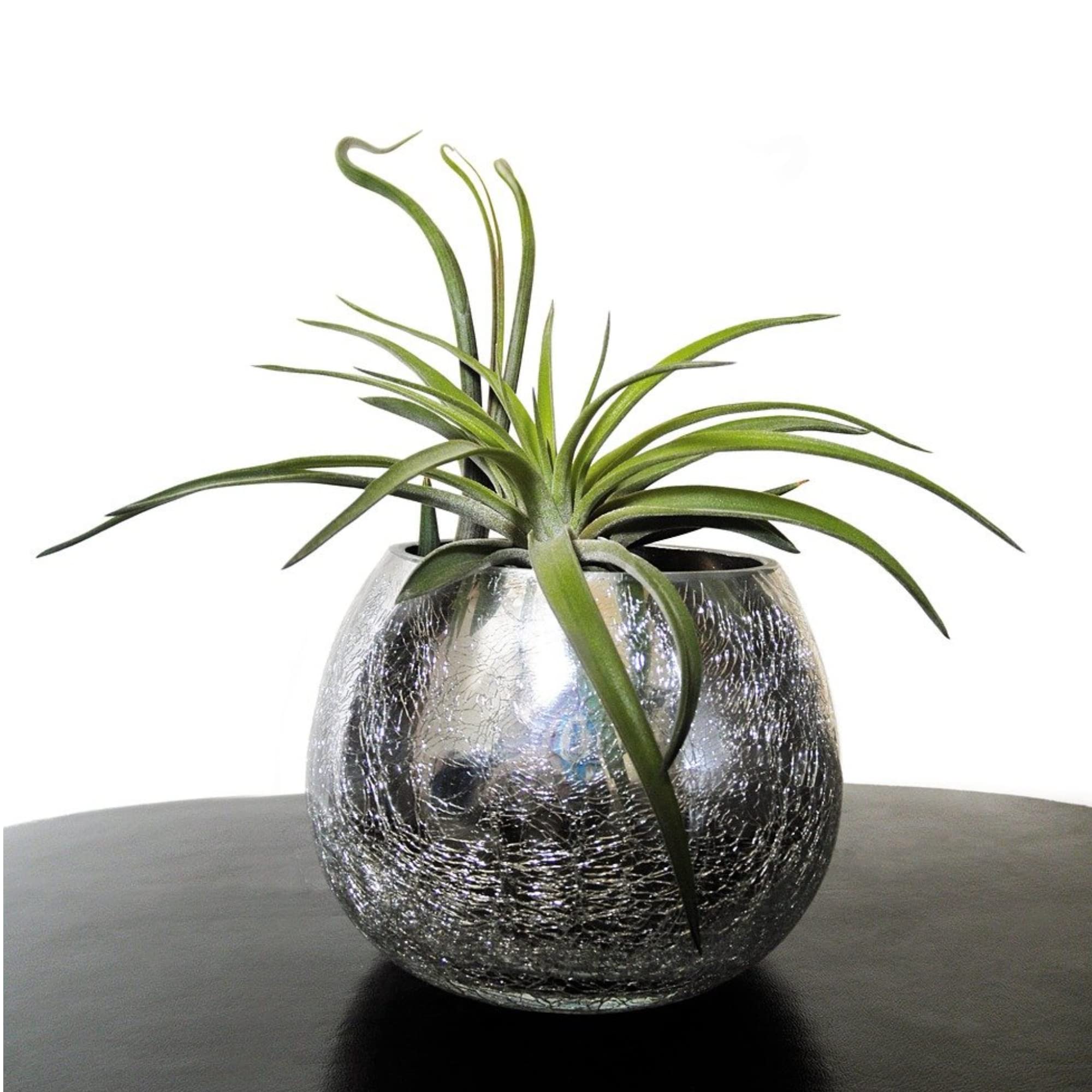 Professional Air Plant Pump Spray Fertilizer Mist | Pre-Mixed for Weekly Use | Gentle Blend & Gardening Supplies | 4 oz Bottle | Perfect for Tillandsia, Bromeliads & Indoor Plants Care