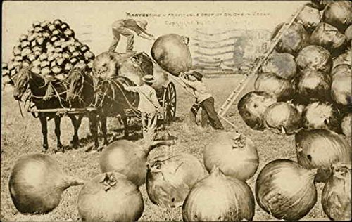 Vintage 1912 Antique Postcard - Exaggerated Illustration of Loading Giant Onions on Wagon | Unique Collectible for Postcard Enthusiasts & Home Decor