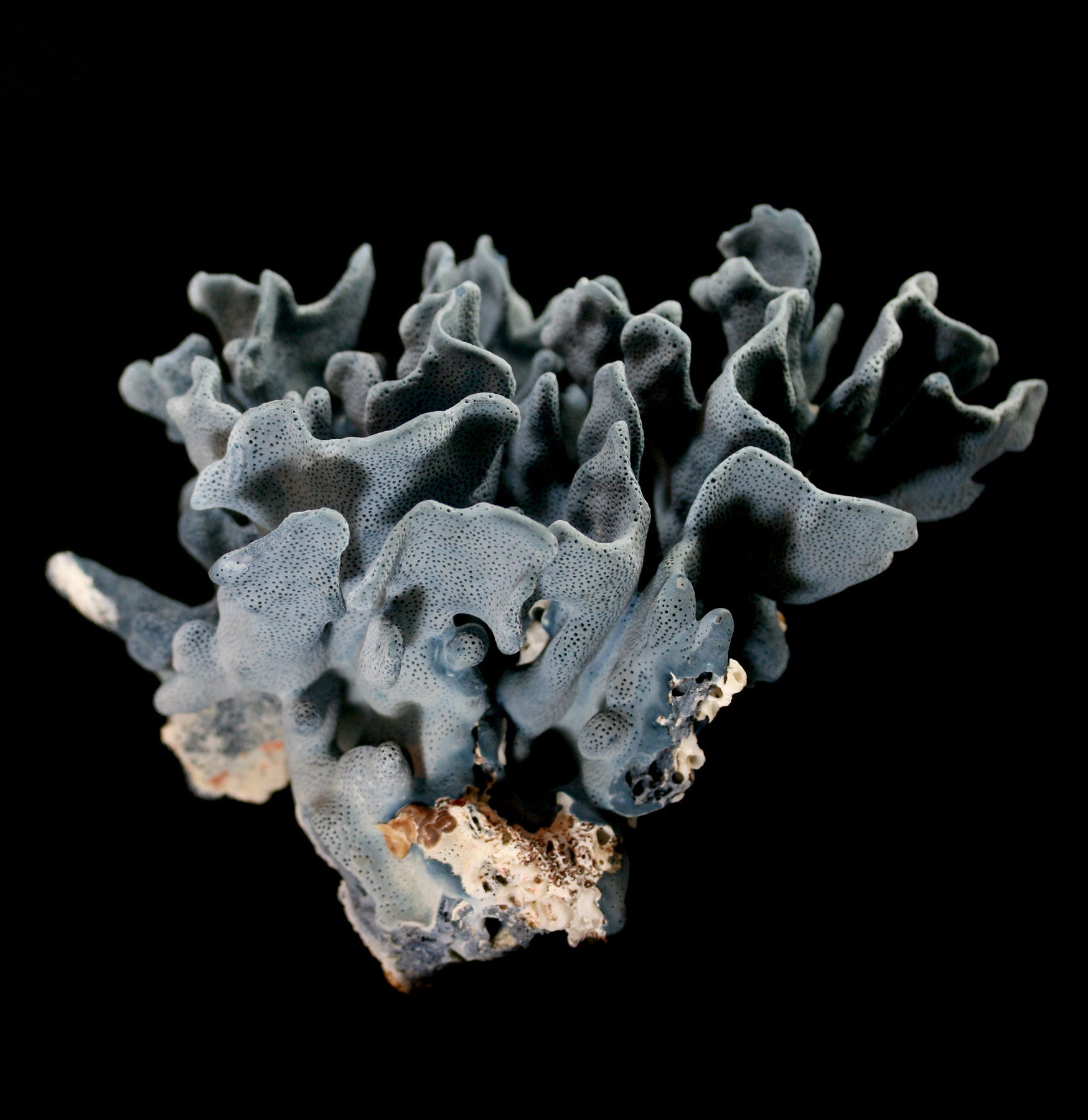 Premium Blue Heliopora Coerulea Coral for Saltwater Aquariums - Vibrant Live Coral for Reef Tanks & Marine Aquascaping