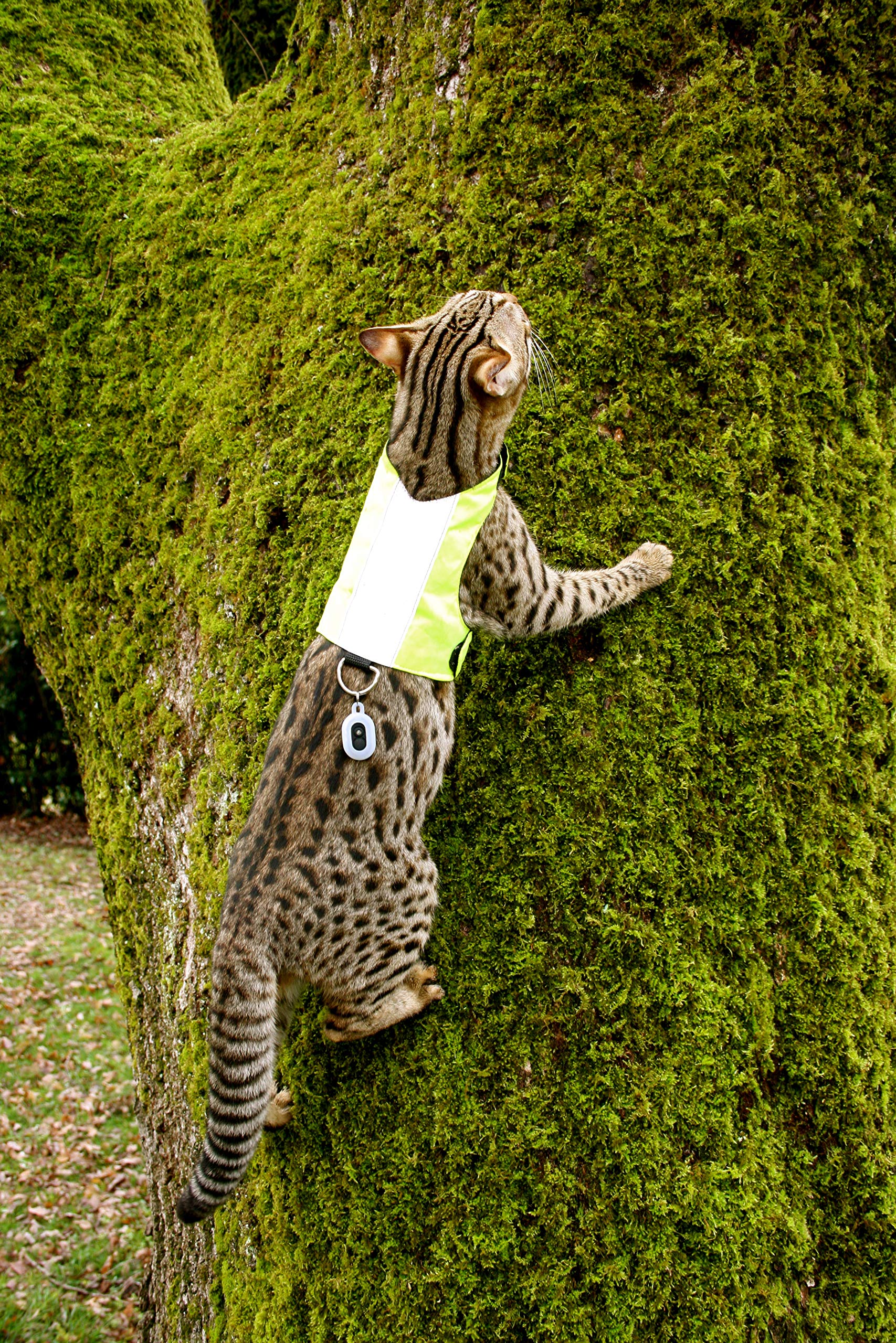 High Visibility Reflective Cat Jacket & Harness for Adult Cats - Safe Outdoor Walking & Nighttime Adventures