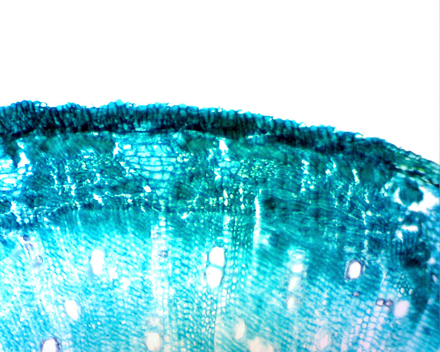 Digital Microscope Imager - High Resolution USB Microscope Camera for Science, Education & Hobbyists | Perfect for Coin Collecting, PCB Inspection & Biological Research