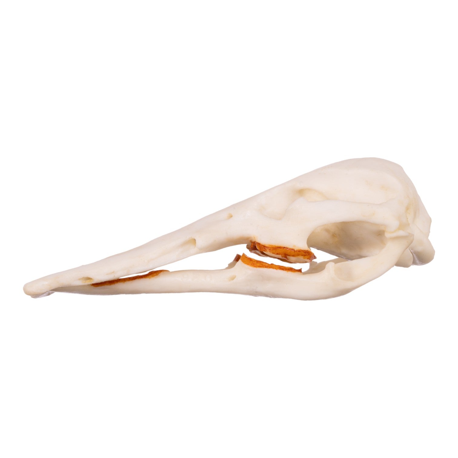 Authentic Platypus Skull Replica - High-Quality Male Specimen for Home Decor, Educational Display & Taxidermy Collection