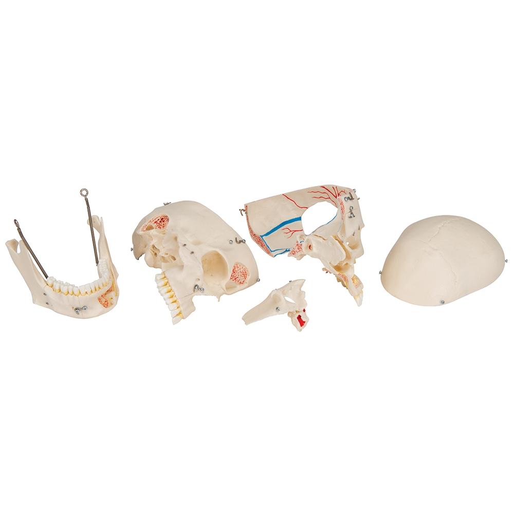 Premium 10-Part Dental Skull Model for Human Anatomy Demonstration - Ideal for Dental Students, Professionals & Medical Education