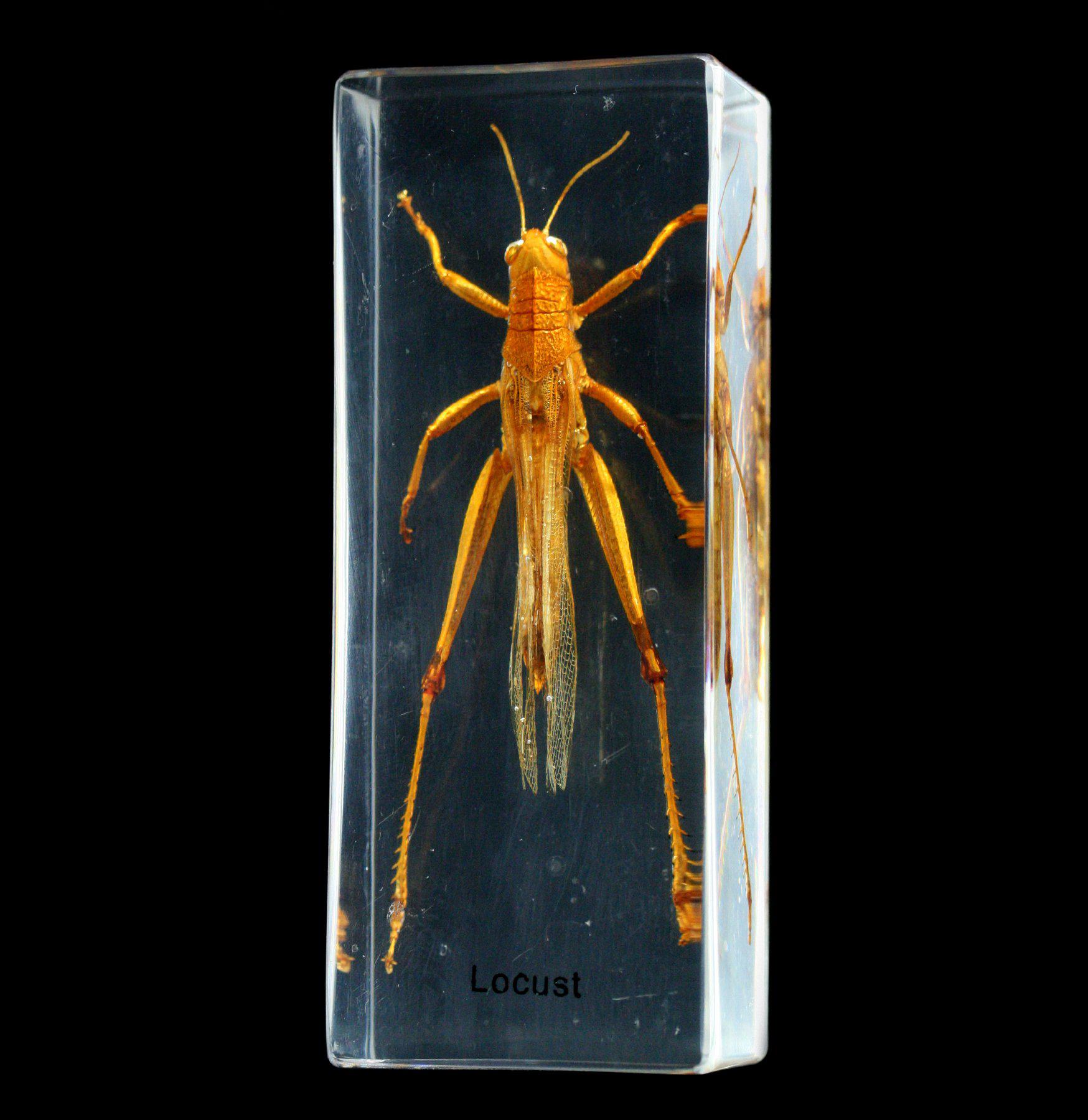 Premium Locust Specimen Encased in Clear Acrylic Block - Perfect for Science Classrooms, Entomology Collections & Unique Home Decor