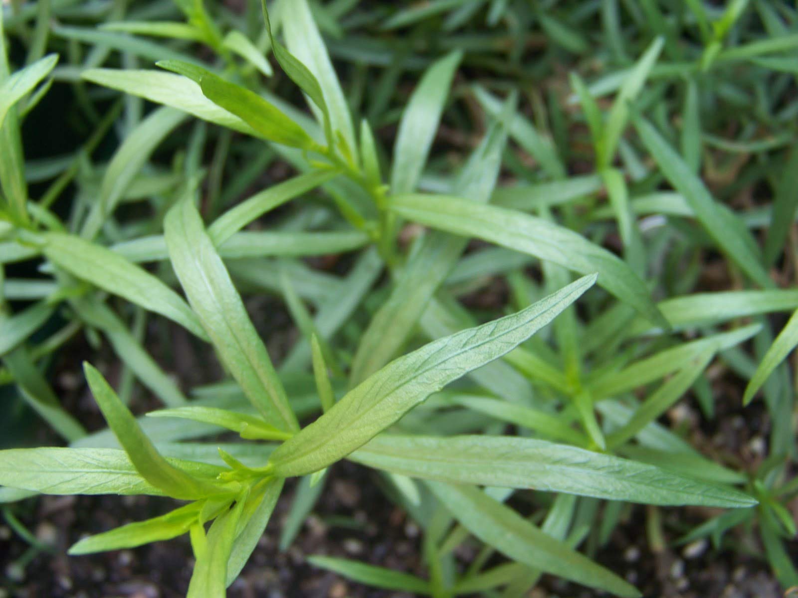 Non-GMO Tarragon Herb Seeds - 500 Count for Home Gardening
