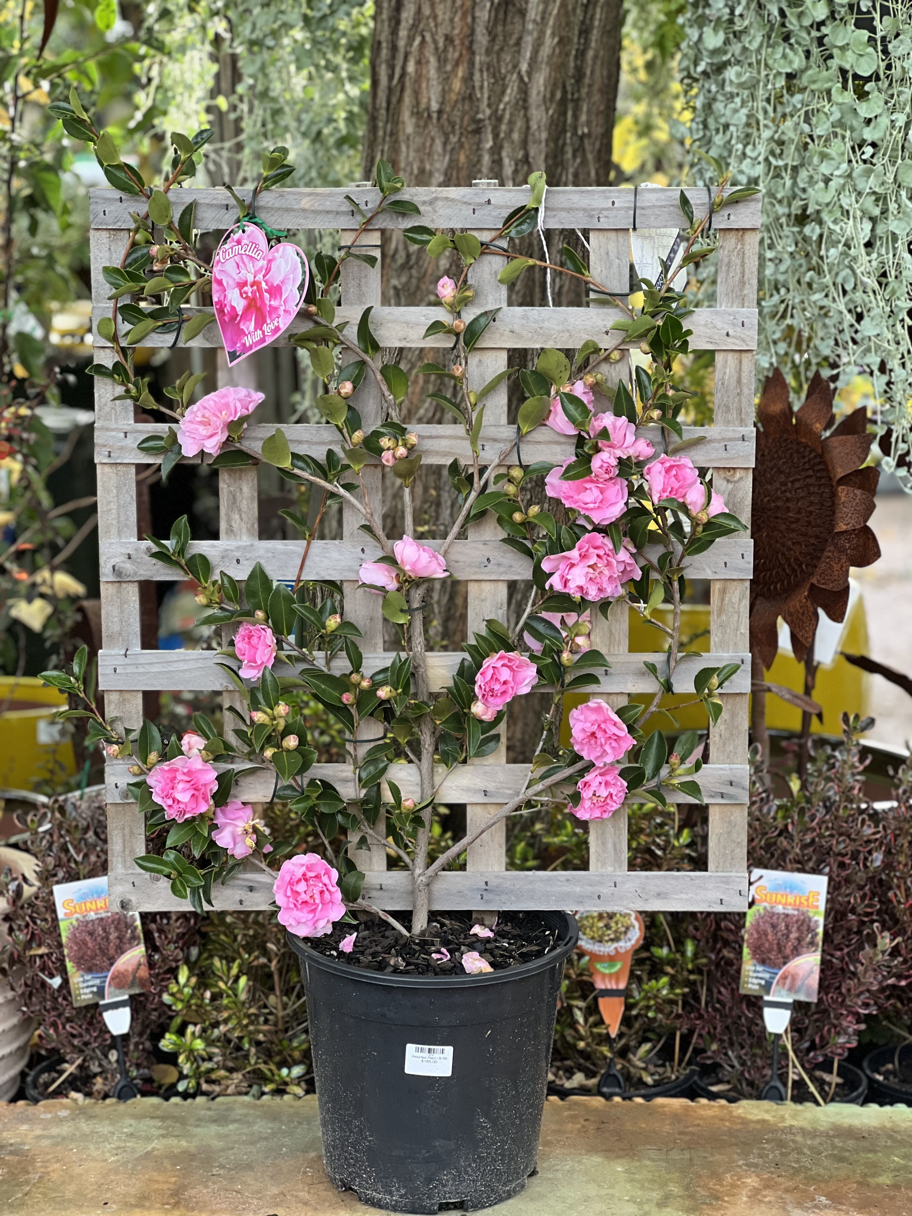 Camellia 'With Love' Espalier - Elegant Flowering Plant for Garden Trellis, Fence & Wall Decor | Perfect for Outdoor Landscaping & Romantic Garden Settings