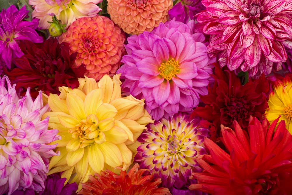 Deanna's Exotic Dahlia Flower Seeds Mix - 100+ Premium Seeds for Planting, USA Grown & Shipped from Iowa - Perfect for Gardens, Bouquets & Landscaping