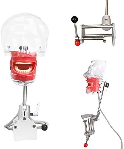 Dental Simulator Manikin Phantom Head - Plastic Educational Teeth Model with Bench Mount for Dental Training & Practice | Perfect for Dental Schools, Clinics & Lab Demonstrations