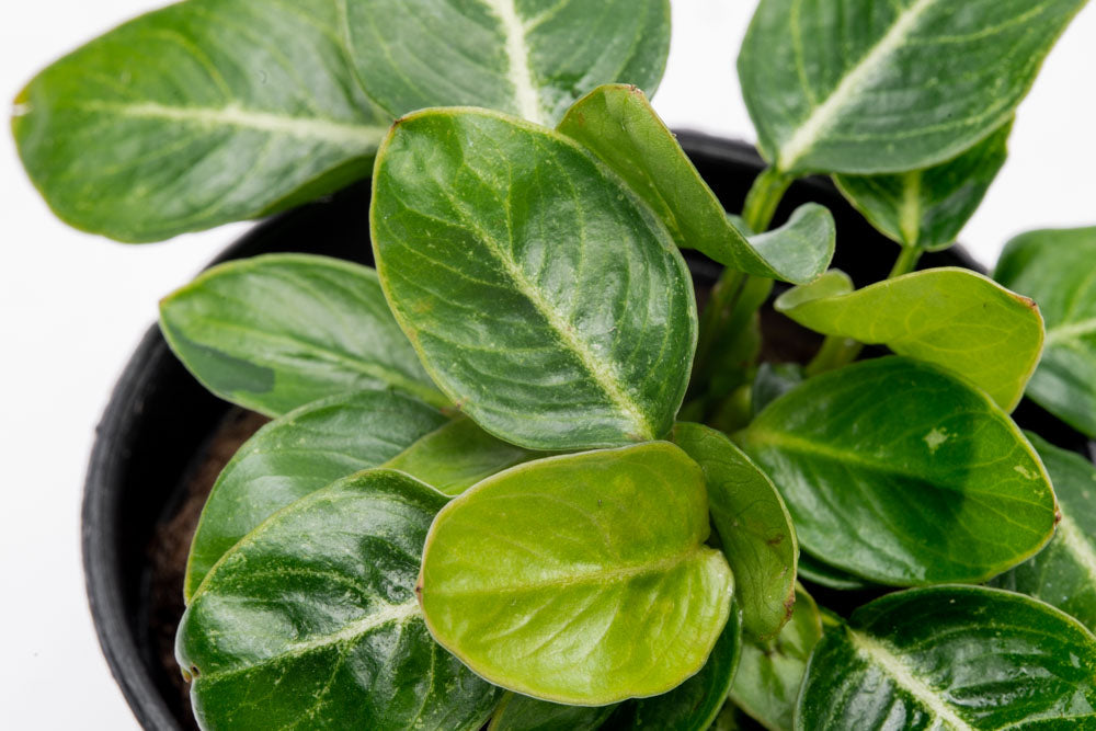 Anubias Giant Stardust Aquatic Plant - Live Freshwater Aquarium Plant for Fish Tanks, Ponds & Terrariums - Easy Low Light Aquascaping Plant for Beginners