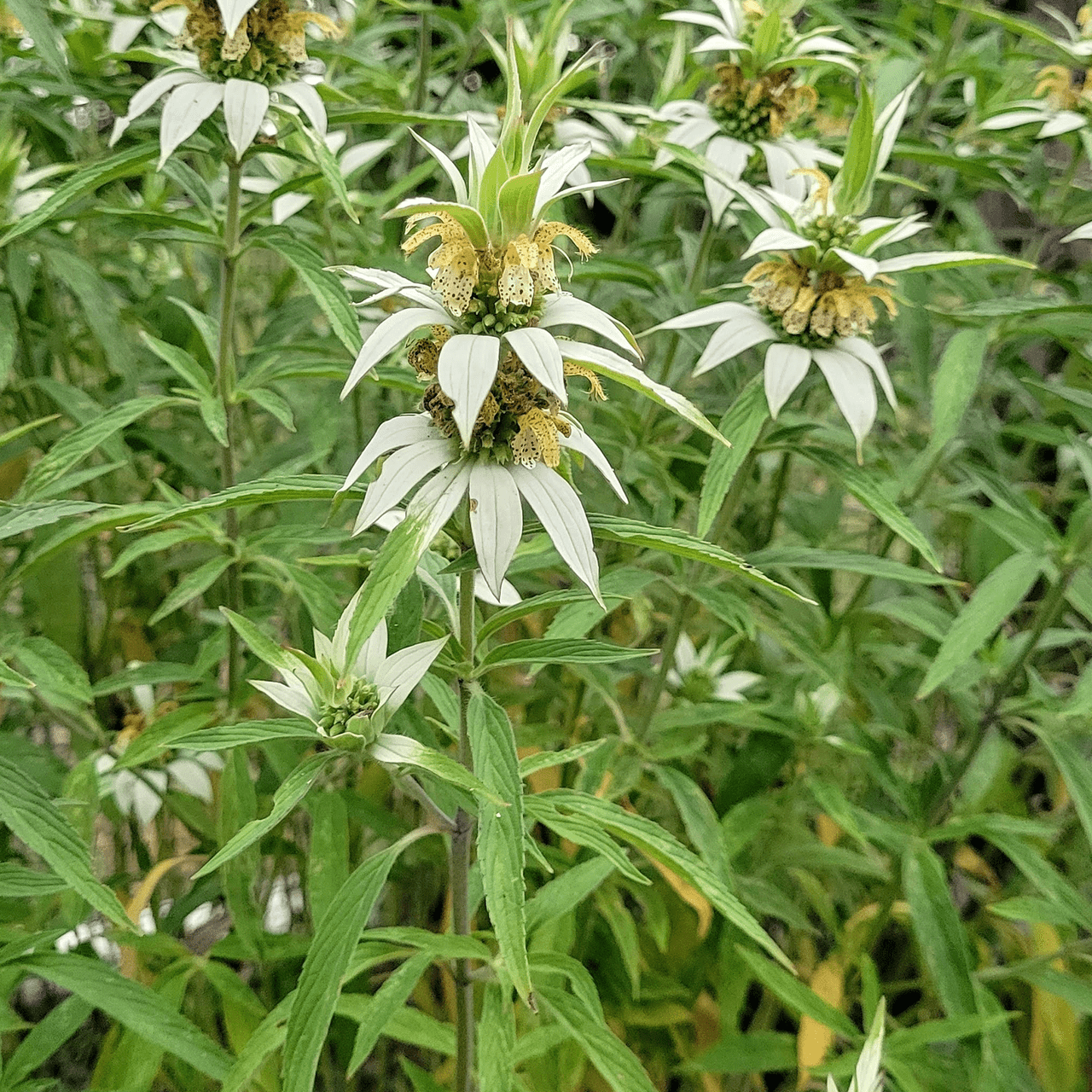Organic Spotted Bee Balm Seeds - Monarda Punctata (Dotted Mint) for Pollinator Gardens & Herbal Tea | Attracts Butterflies & Bees | Drought-Tolerant Perennial Plant for USDA Zones 3-9