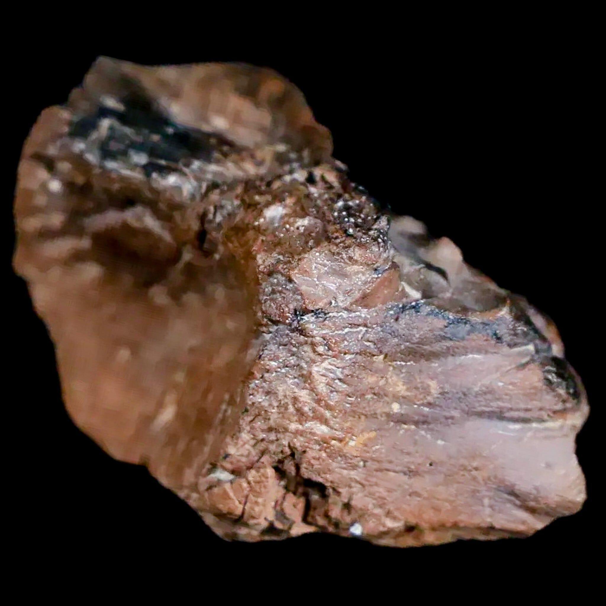 Authentic Pachycephalosaurus Fossil Skull with Knobs - Lance Creek Formation Cretaceous Dinosaur Fossil from Wyoming - Includes COA - Perfect for Paleontology Enthusiasts, Museum Displays & Dinosaur Fossil Collections
