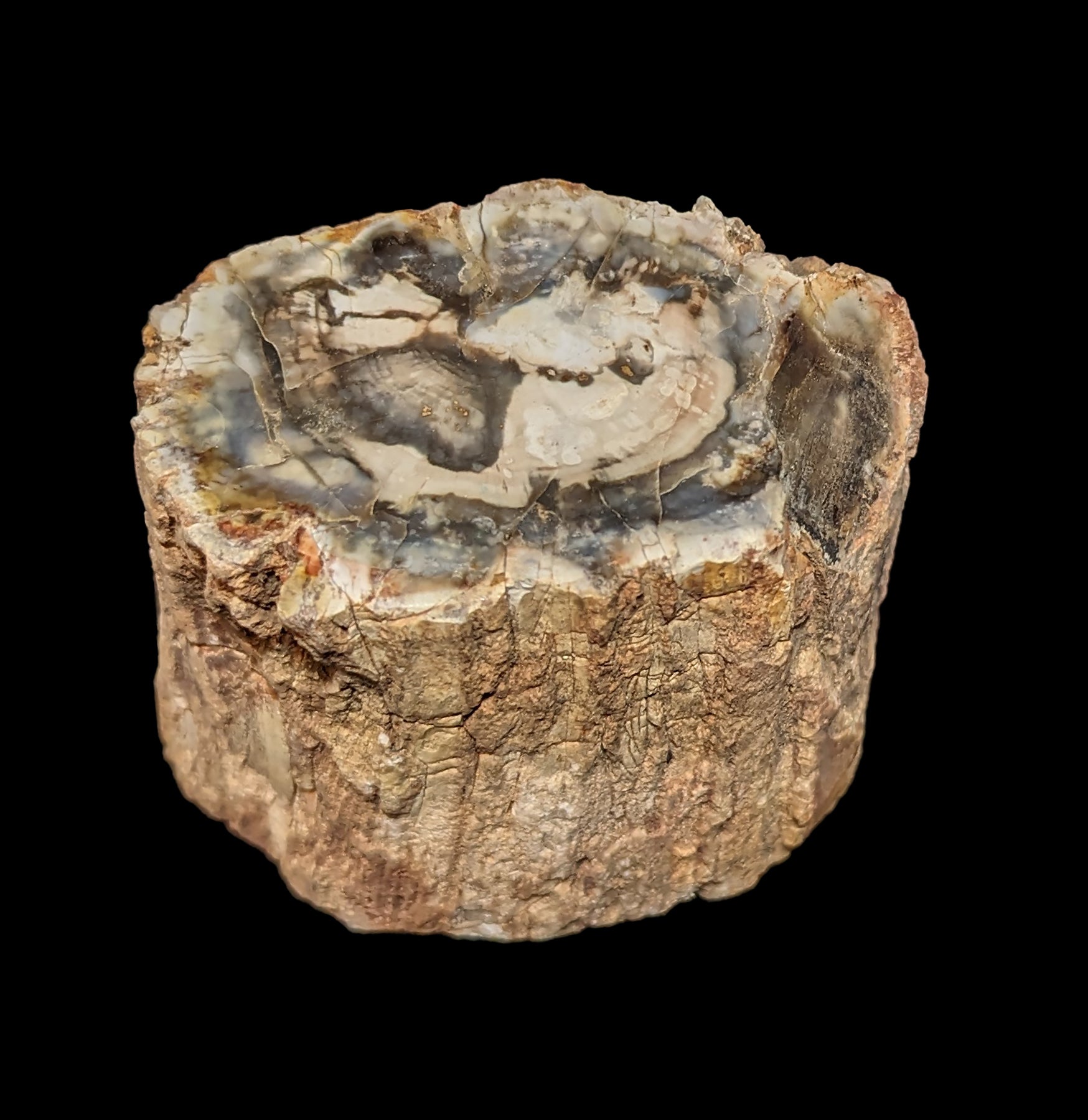 Natural Petrified Wood Slice - Unique Fossilized Wood Decor for Home & Office | Perfect for Geology Enthusiasts, Interior Design, and Educational Displays
