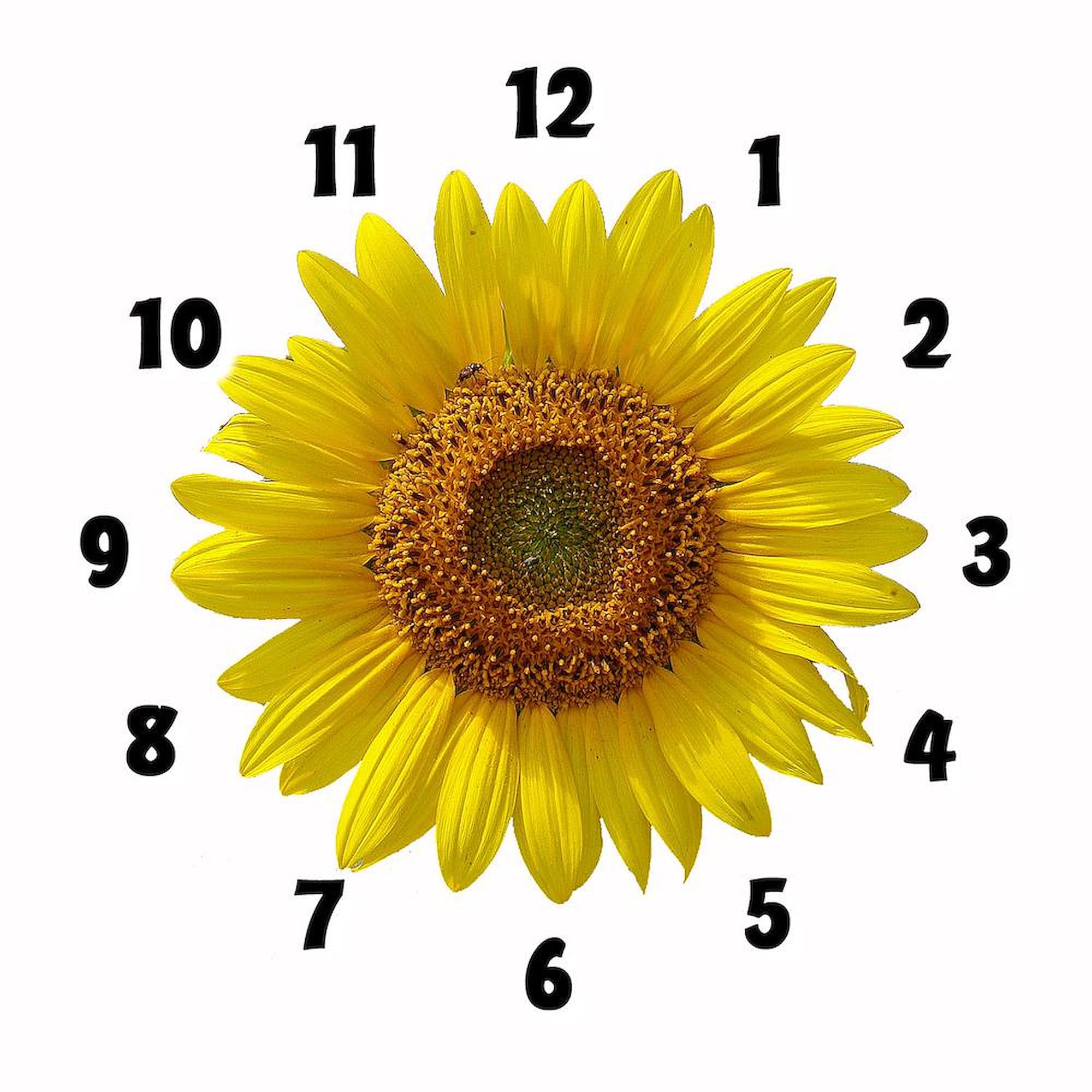 Sunflower Wall Clock 10 Inch - Decorative Silent Non-Ticking Clock for Living Room, Kitchen, Office - Perfect for Home Decor, Housewarming Gift & Farmhouse Style Interiors