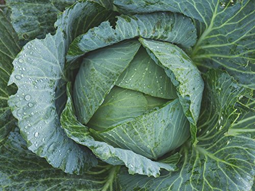 Organic Danish Ballhead Cabbage Seeds - 12,000 Non-GMO Heirloom Seeds (2 oz) for Home Gardening - Perfect for Salads, Fermenting & Healthy Cooking