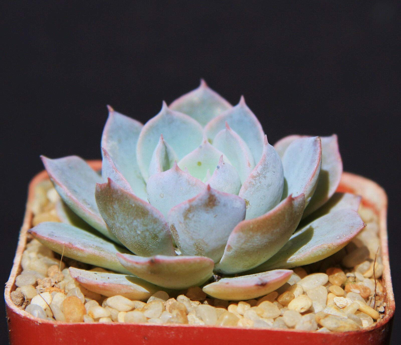 Rare Blue Echeveria Subsessillis Succulent Plant - 2