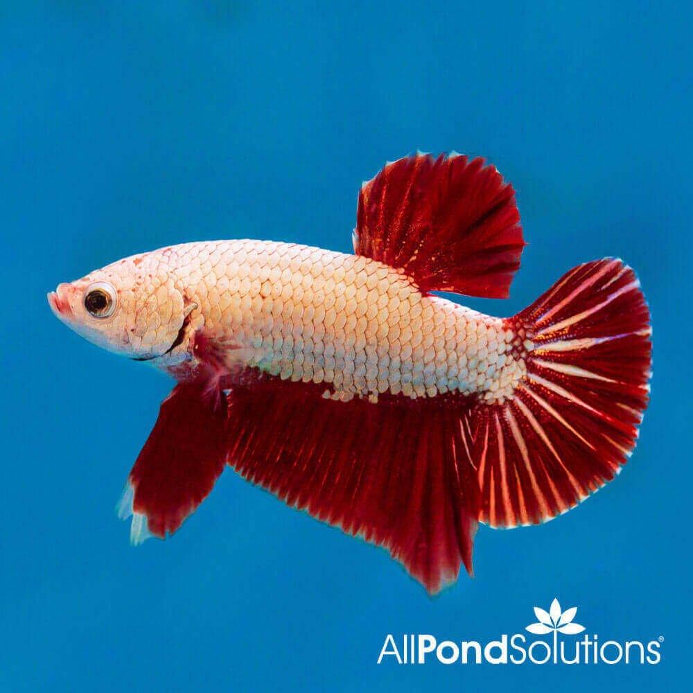 Siamese Fighting Fish Plakat Combi Dragon Betta Splendens - Premium Live Aquarium Fish for Home & Office Tanks | Perfect for Beginners & Fish Enthusiasts