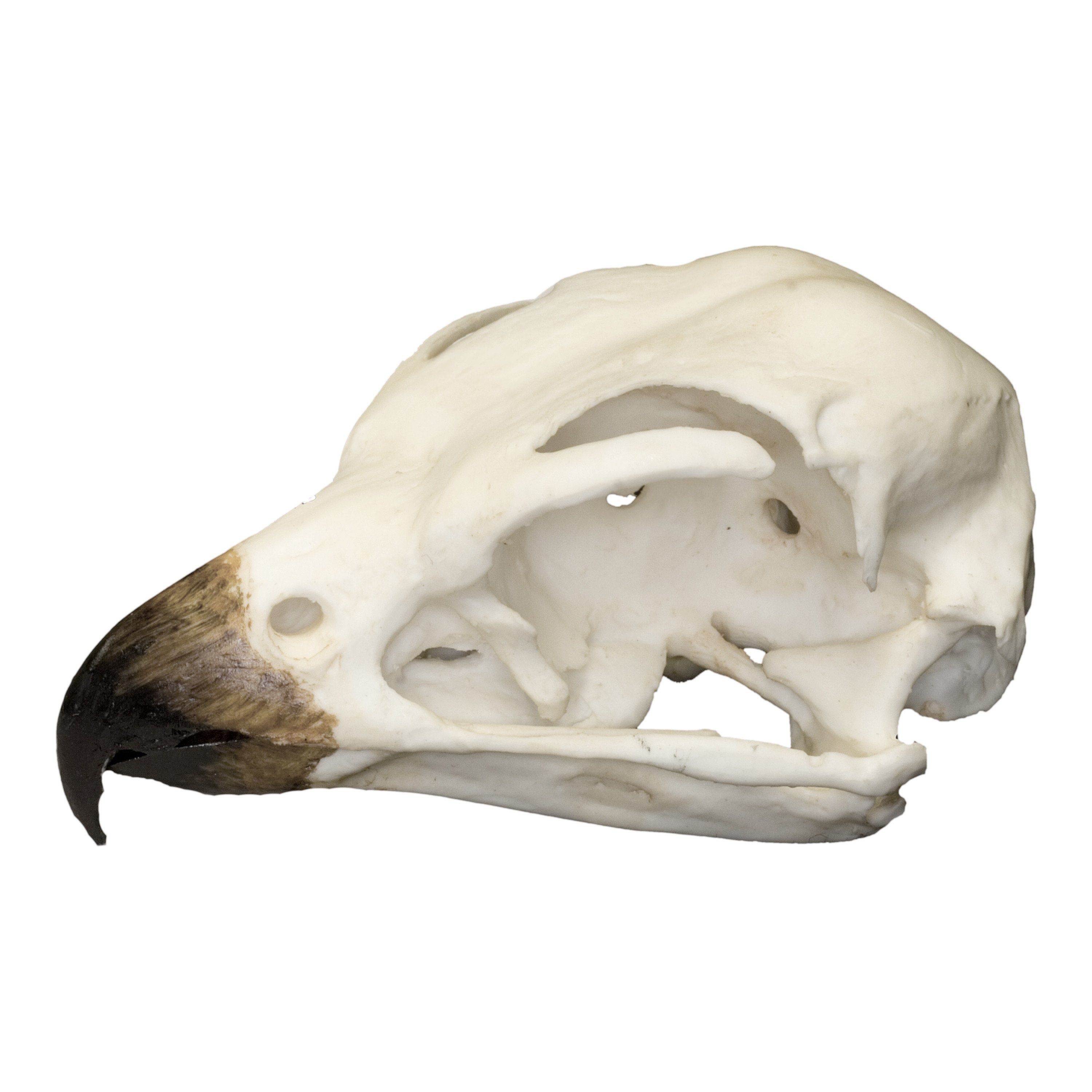 Authentic Replica Peregrine Falcon Skull - Lifelike Bird Skull Model for Home Decor, Science Education & Taxidermy Display | Perfect for Gothic Decor, Biology Classrooms & Nature Collections