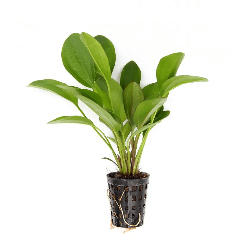 TCulture Echinodorus Small Bear Aquatic Plant for Aquarium - Live Freshwater Plant for Fish Tank Decoration, Perfect for Aquascaping and Shrimp Tanks
