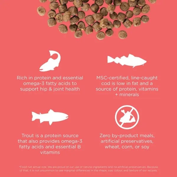 Go! Solutions Carnivore Grain-Free Salmon & Cod Recipe Dry Cat Food - High Protein, Natural Ingredients for Indoor & Outdoor Cats - Perfect for Weight Management & Healthy Skin