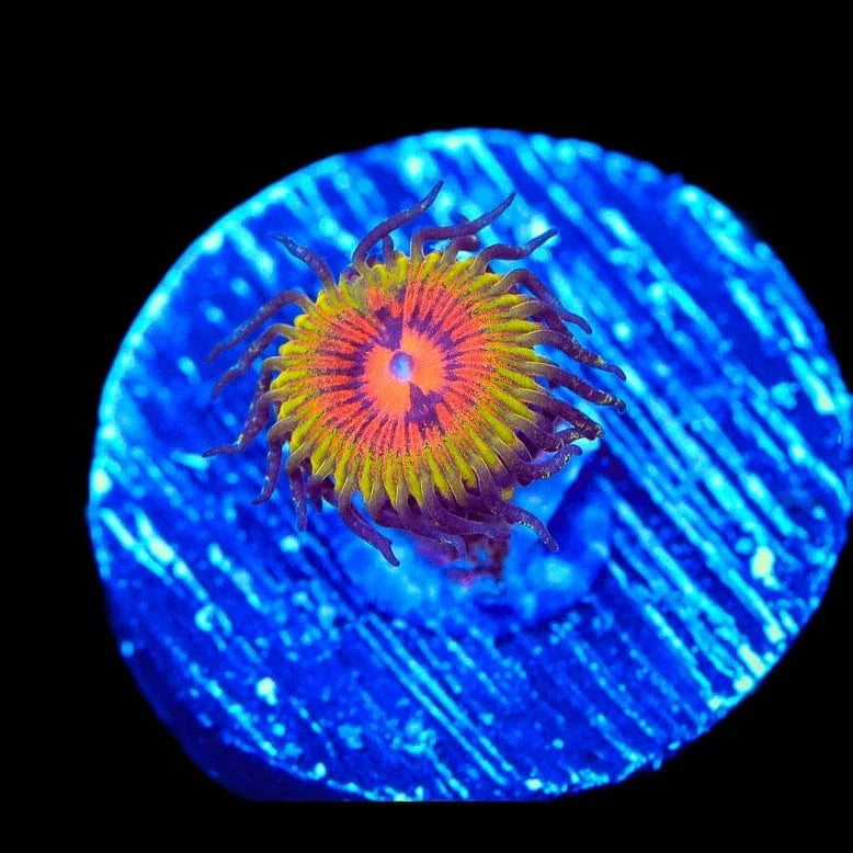 Premium Zoanthids Coral for Saltwater Aquariums - Vibrant Bow Tie Blasters for Reef Tanks - Perfect for Coral Frags & Marine Tank Decor