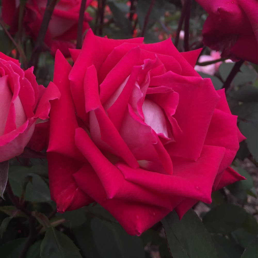 Heirloom Roses - Love Multi-Colored Grandiflora Rose Bush, Live Outdoor Plant for Gardens, Landscaping & Romantic Gifts