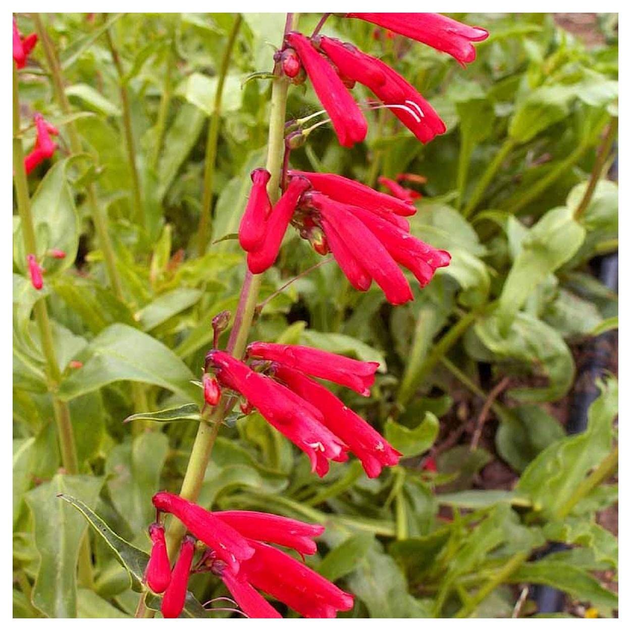 Everwilde Farms - 800 Eaton's Penstemon Native Wildflower Seeds - Gold Vault Seed Packet for Pollinator Gardens, Landscaping & DIY Projects