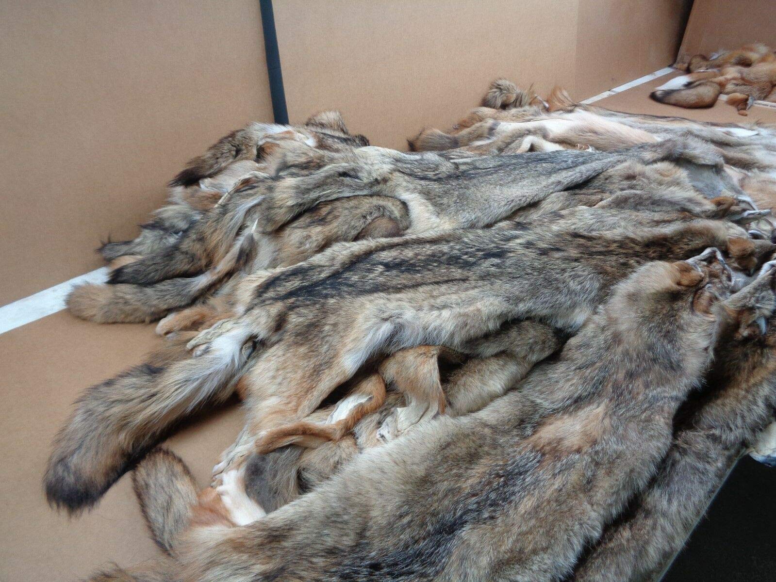 Premium Real Tanned Coyote Hide Fur Pelt - 50-60