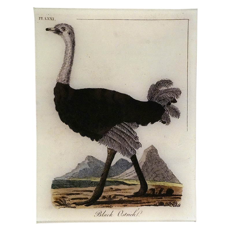 9T Black Ostrich Leather Copy PNG - High-Quality Digital Texture for Fashion Design, Home Decor & DIY Crafts