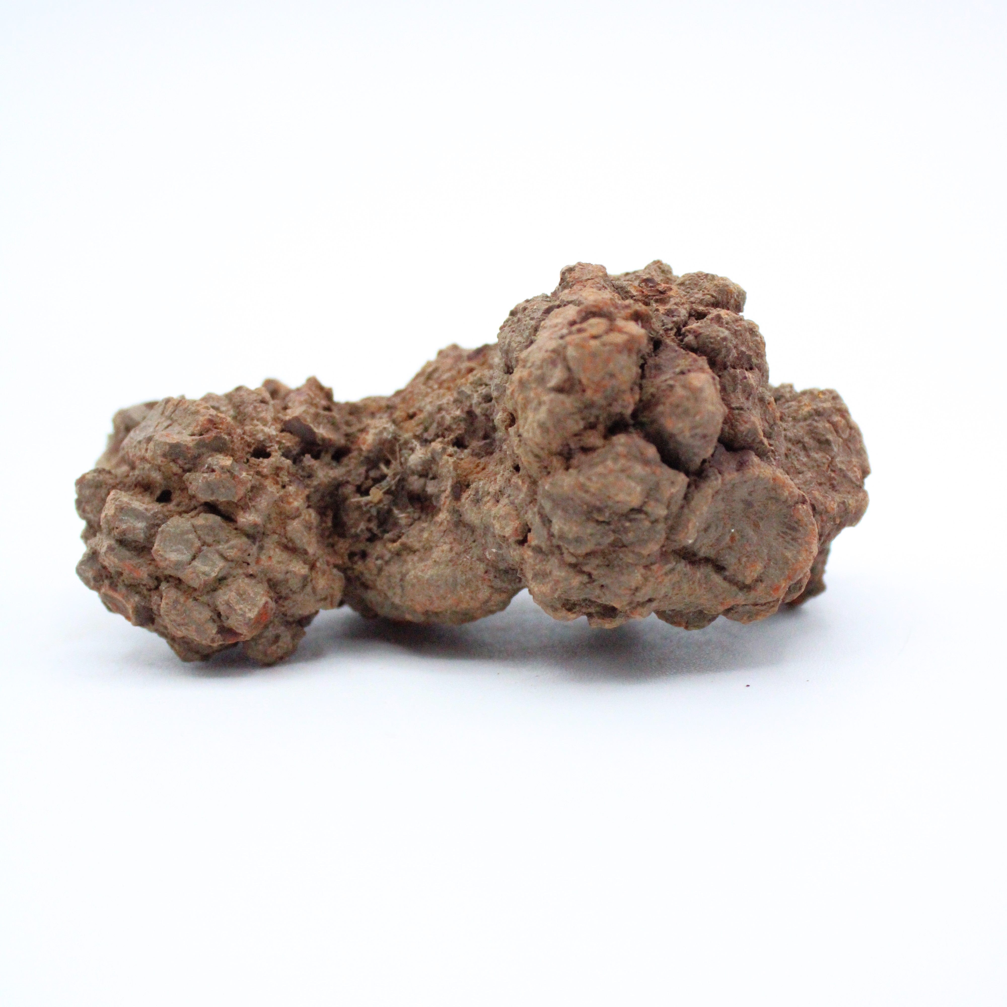 Authentic Coprolite Fossil Specimen - Dinosaur Poop Fossil for Collectors & Science Enthusiasts - Perfect for Educational Displays & Paleontology Gifts