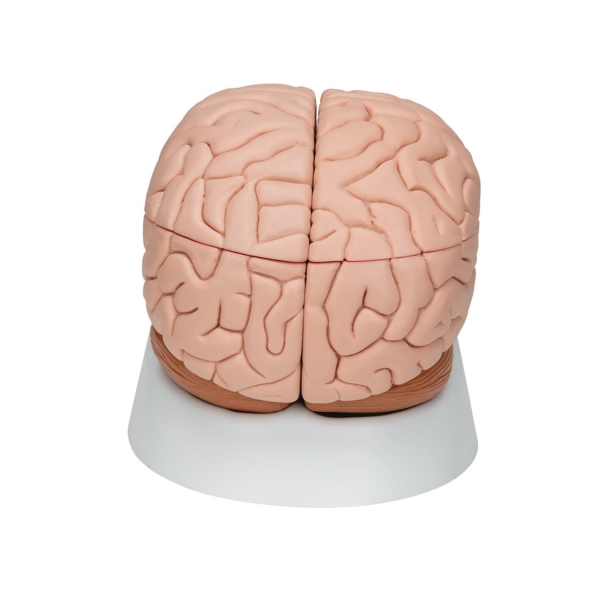 8-Part Human Brain Anatomy Model - Detailed Educational Tool for Medical Students & Science Classrooms | Perfect for Study, Teaching & Neuroscience Research