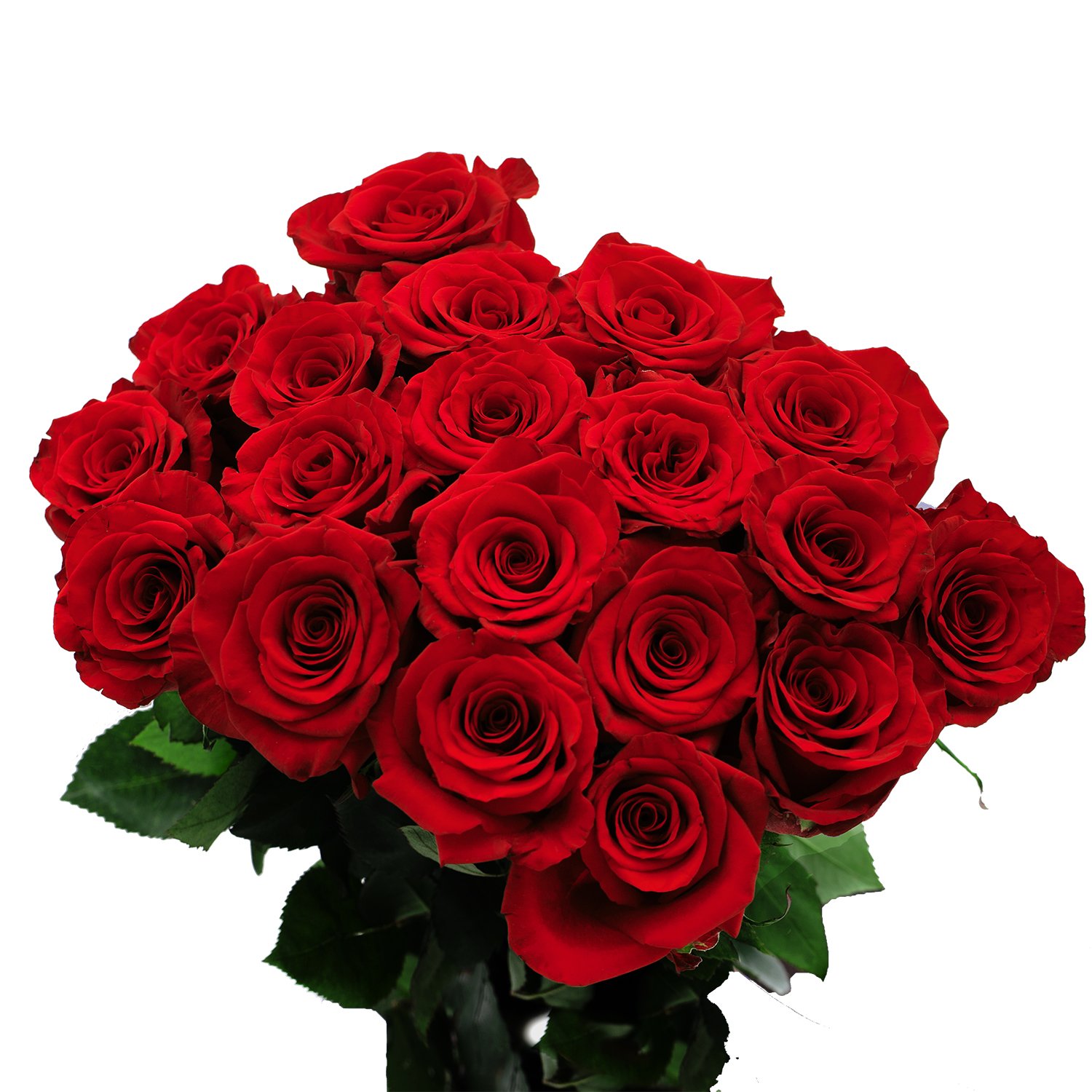 50 Fresh Red Roses - Long Stemmed Valentine's Day Flowers for Anniversary, Wedding & Romantic Gifts - Perfect for Bouquets, Centerpieces & Home Decor