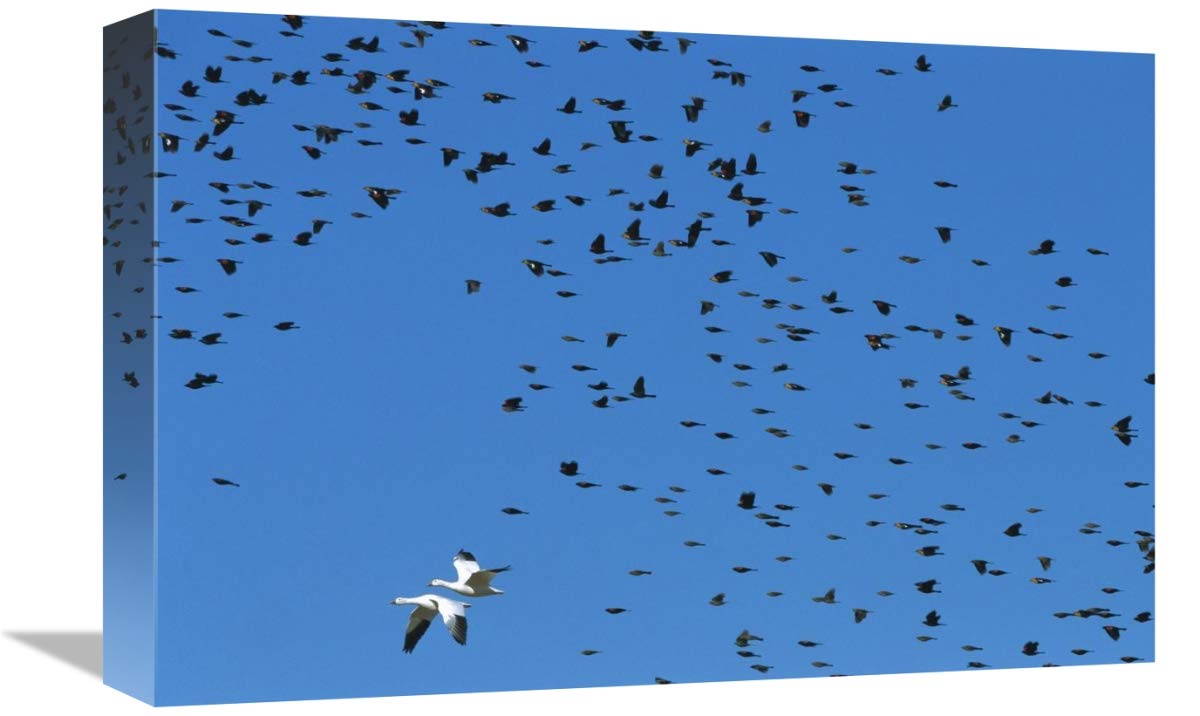 12 x 18 Inch Red-Winged Blackbird & Yellow-Headed Blackbird Mixed Flock with Snow Goose Art Print by Konrad Wothe - Premium Wildlife Wall Decor for Living Room, Office & Nature Lovers