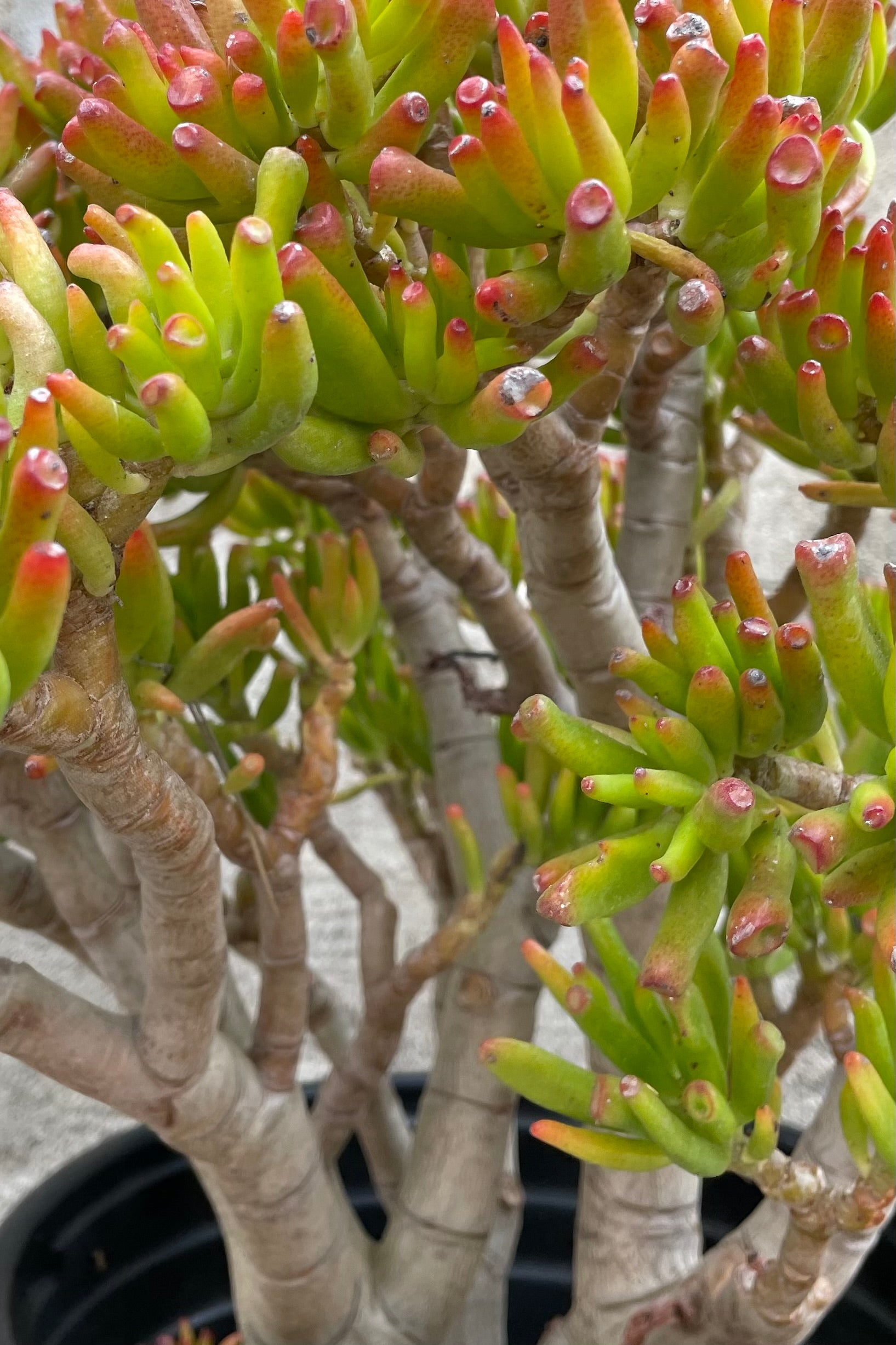 Crassula Ovata 'Gollum' Jade Plant - Unique Succulent #5 Stump with Character - Perfect for Indoor Decor, Office Plants, and Succulent Collections