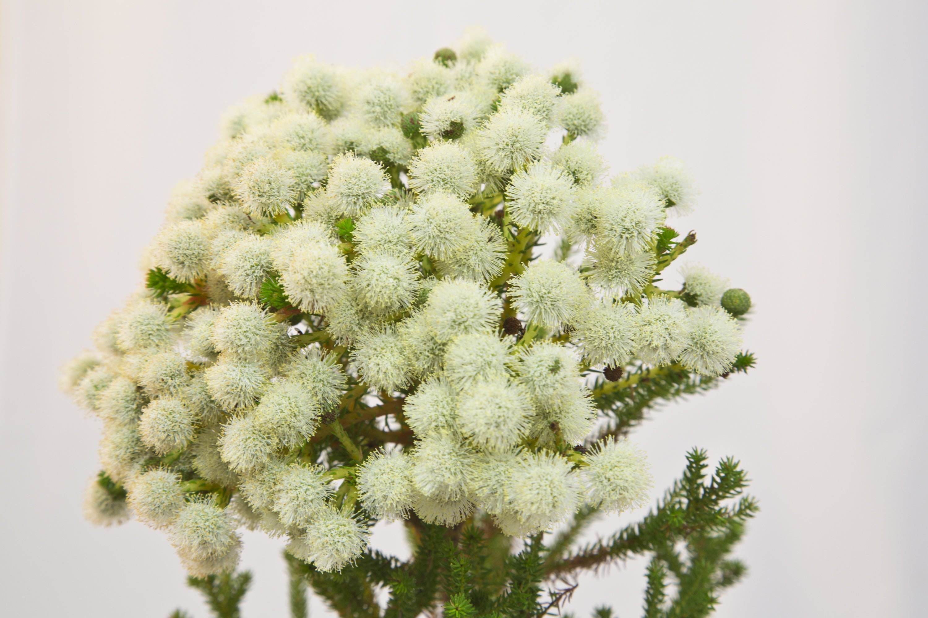 Berzelia lanuginosa 'Bushbutton Snow' - Unique White Button Bush for Garden Landscaping and Floral Arrangements