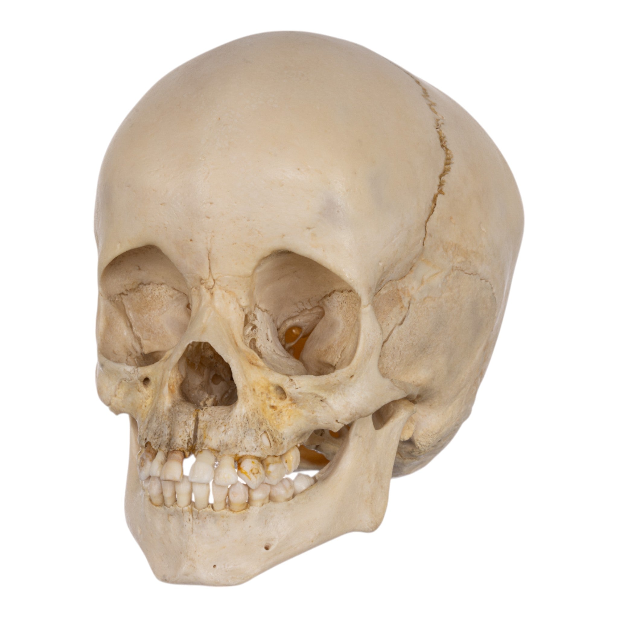 Authentic Human Child Skull Model - Anatomical Replica for Medical Study, Halloween Decor & Educational Display