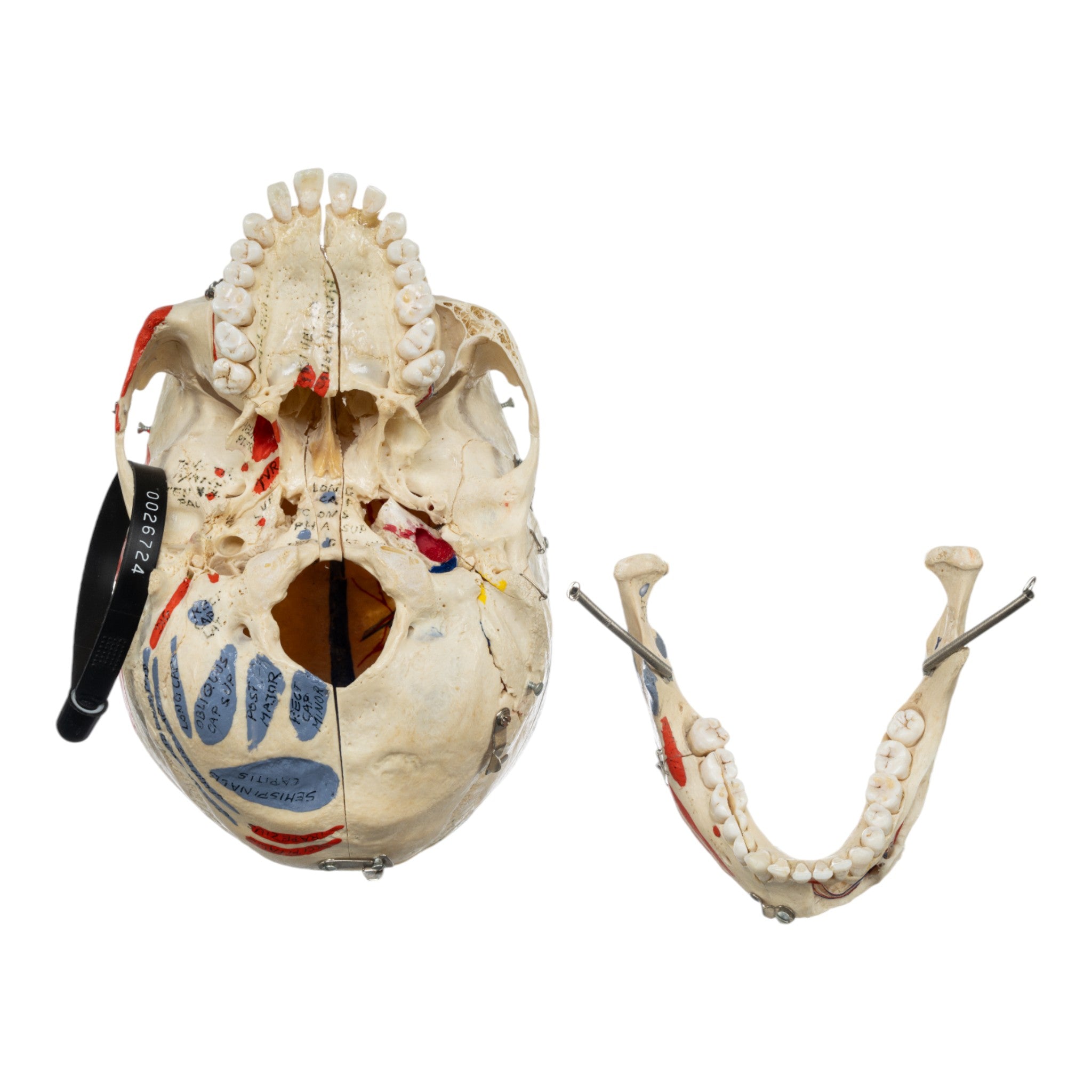 Authentic Real Human Skull for Medical Study - Perfect for Anatomy Education, Forensic Research & Halloween Decor