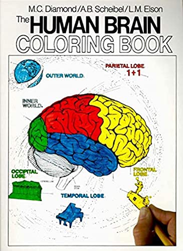 The Human Brain Coloring Book: Educational Neuroanatomy Guide for Students & Adults | Perfect for Learning, Relaxation & Stress Relief
